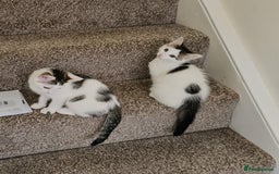 Mixed Breed cats for adoption: Gorgeous bonded pair of rescue kittens - Image 6