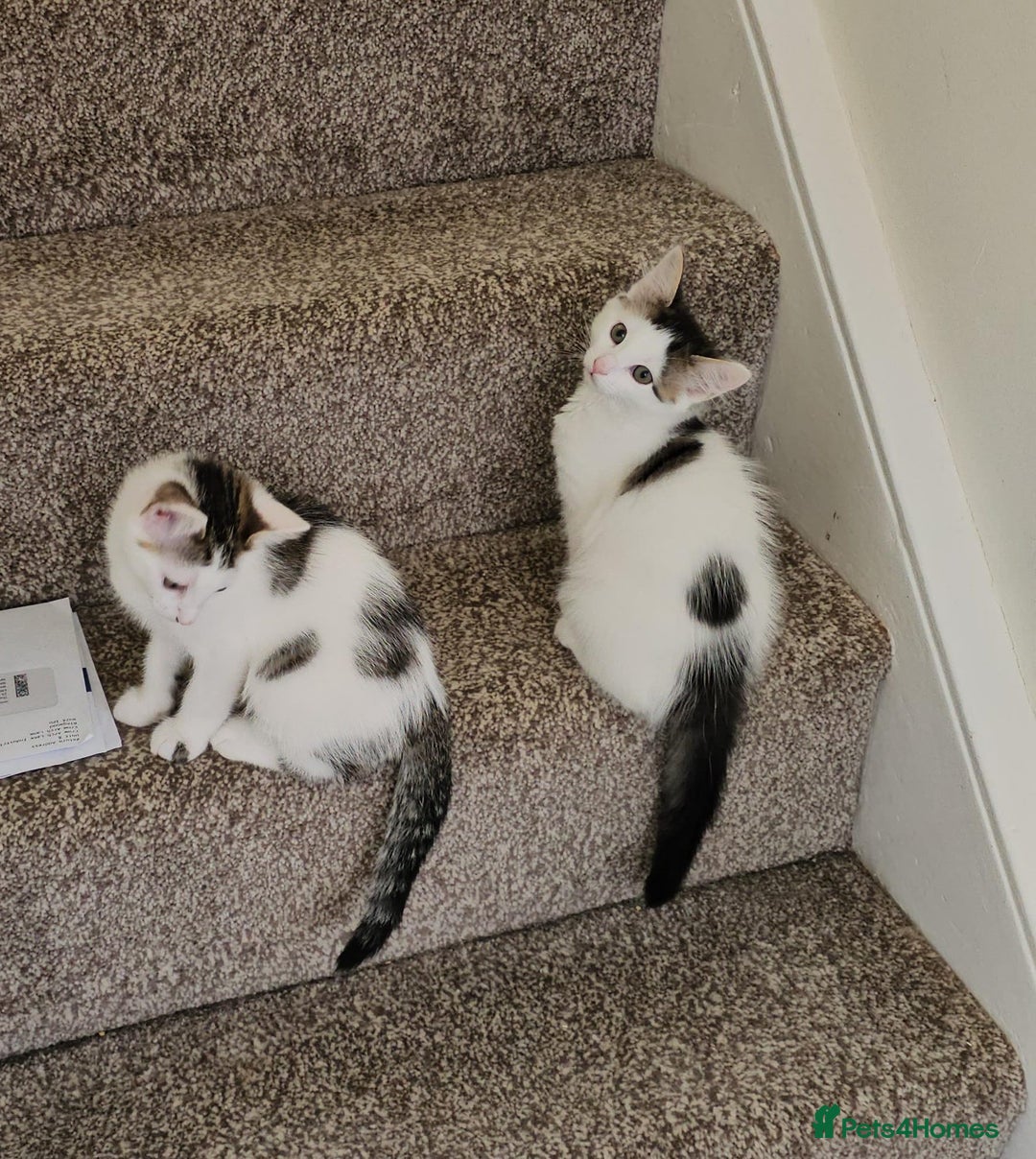 Mixed Breed cats for adoption: Gorgeous bonded pair of rescue kittens - Image 6