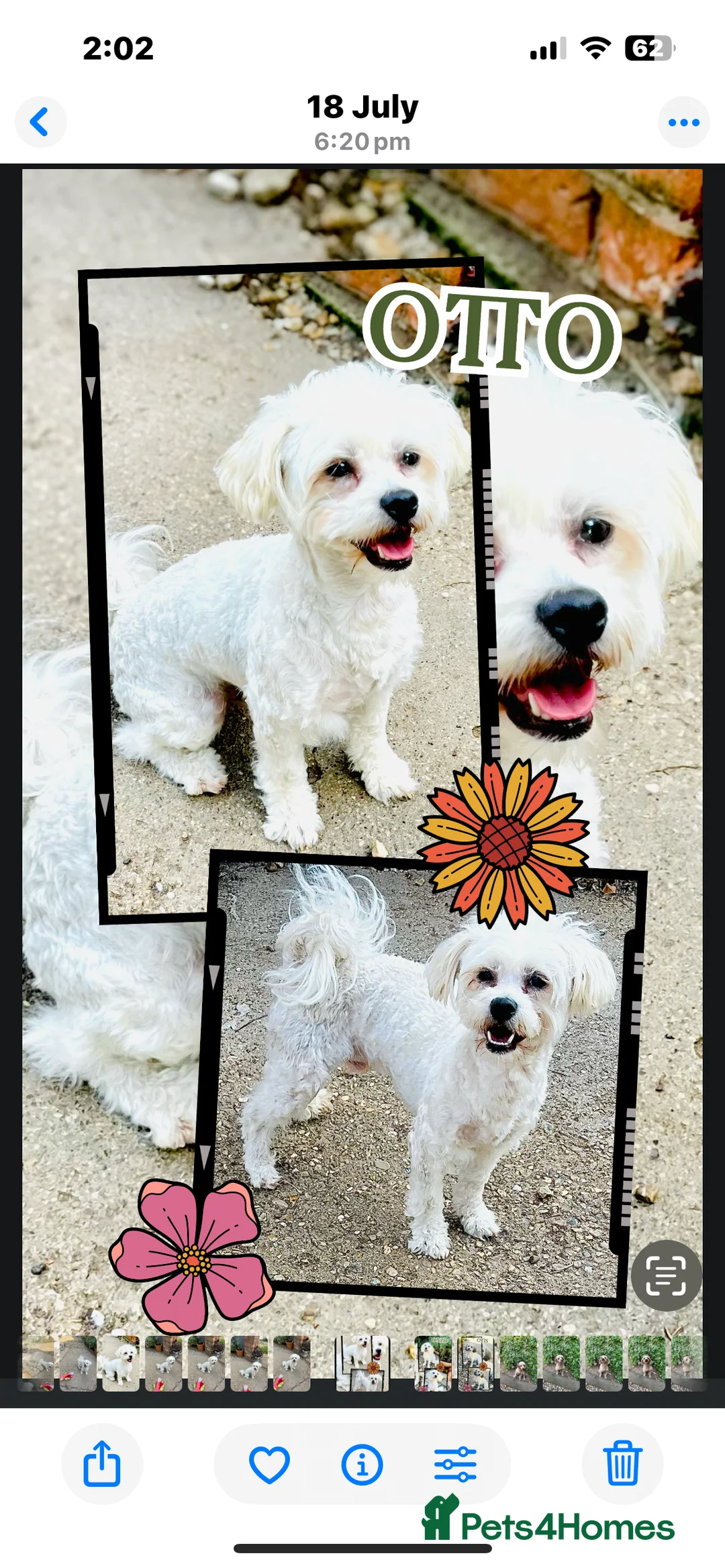 Toy Poodle dogs for stud: 100% HEALTH TESTED STUDS IN SOUTH LINCOLNSHIRE - Advert 4