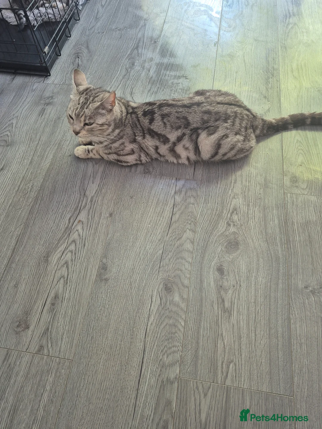Mixed Breed cats for sale: Mixed bengal - Advert 2