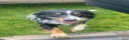 Border Collie dogs for sale: BEAUTIFUL BORDER COLLIE PUPS in York - Advert 5