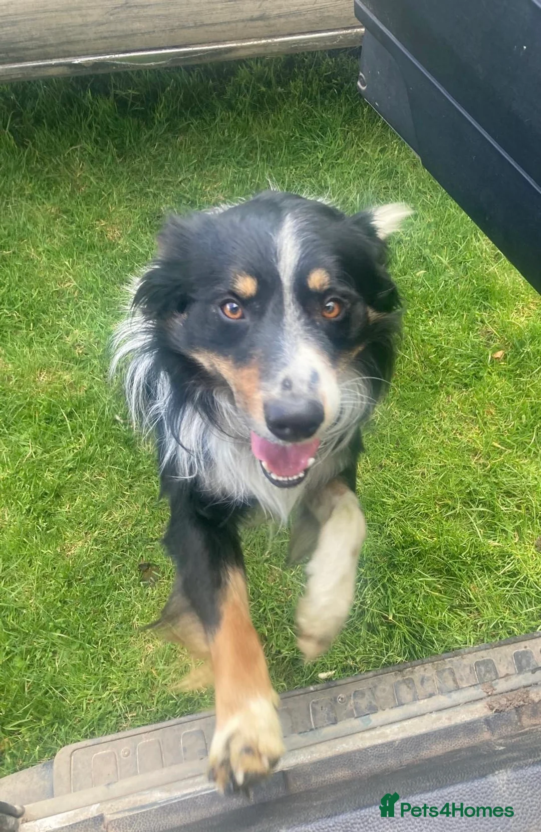 Border Collie dogs for sale: BEAUTIFUL BORDER COLLIE PUPS in York - Advert 5