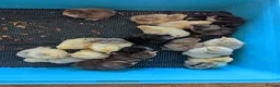Chickens poultry for sale: Pekin bantam day olds hatching this weekend - Advert 3