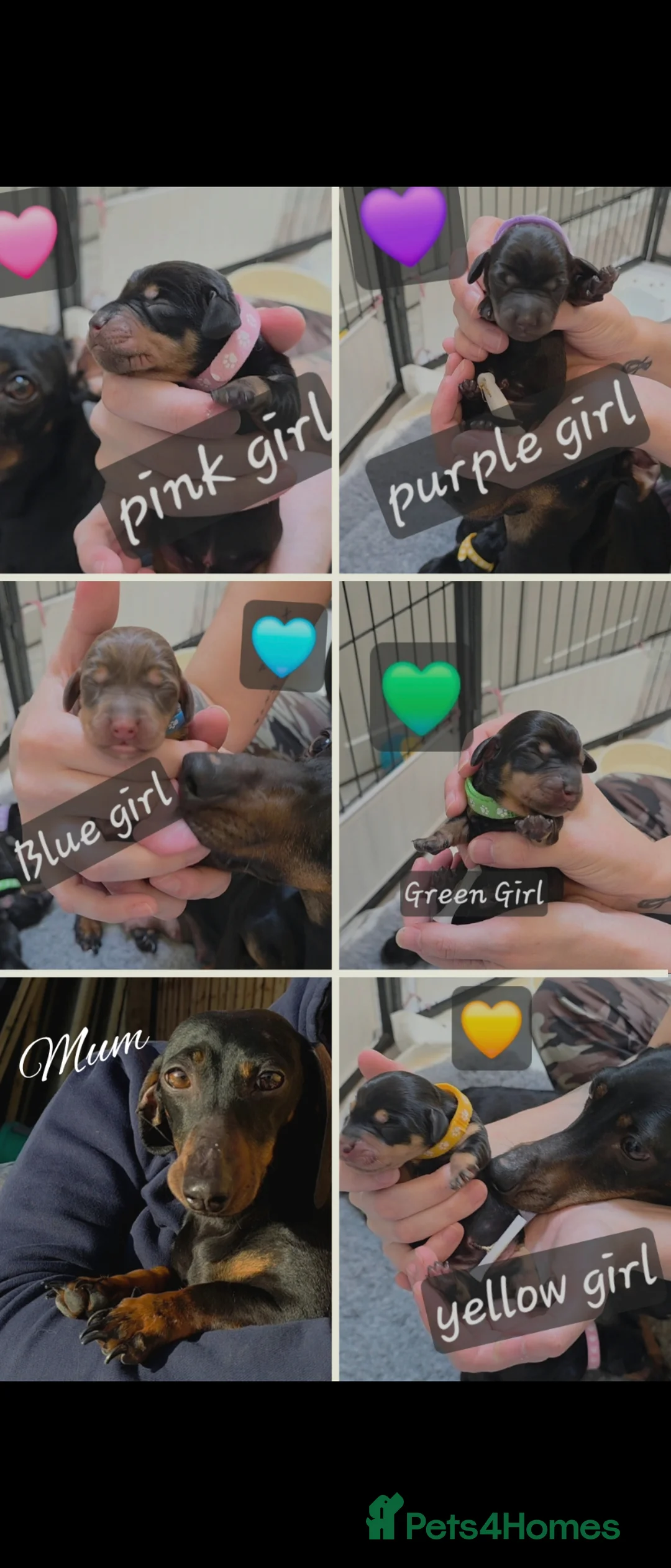 Miniature Dachshund dogs for sale: 🐾🐶 miniature Dachshund 🐶🐾 - Advert 1