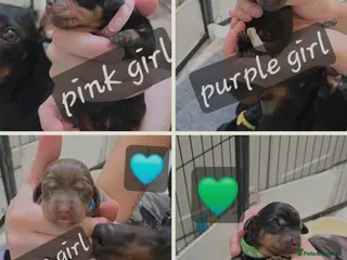 Miniature Dachshund dogs 🐾🐶 miniature Dachshund 🐶🐾 - Advert 7