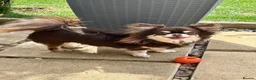 Chihuahua dogs for sale: 💖 Stunning Chocolate Tri Long Coat Girl 💖   - Advert 2