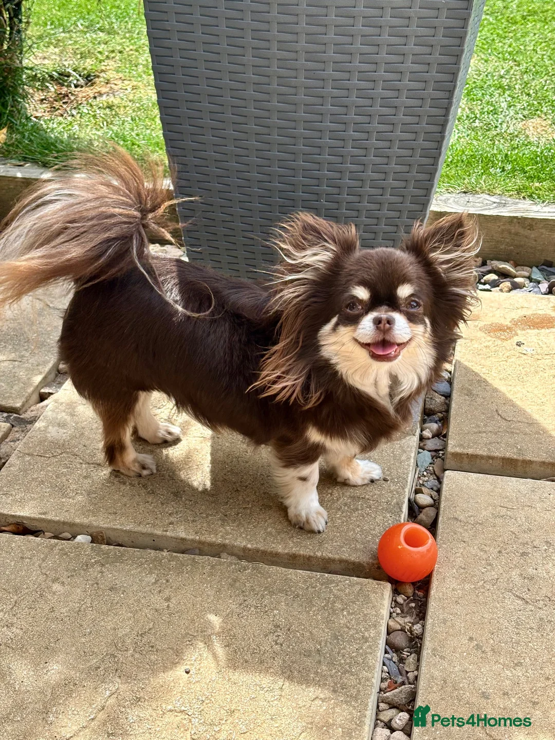 Chihuahua dogs for sale: 💖 Stunning Chocolate Tri Long Coat Girl 💖   - Advert 2