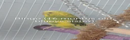 Budgerigars birds for sale: Cage, Birds, Food and Accessories in Bury - Advert 7