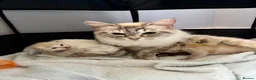 Ragdoll cats for sale: Marvellous mink babies  - Advert 4
