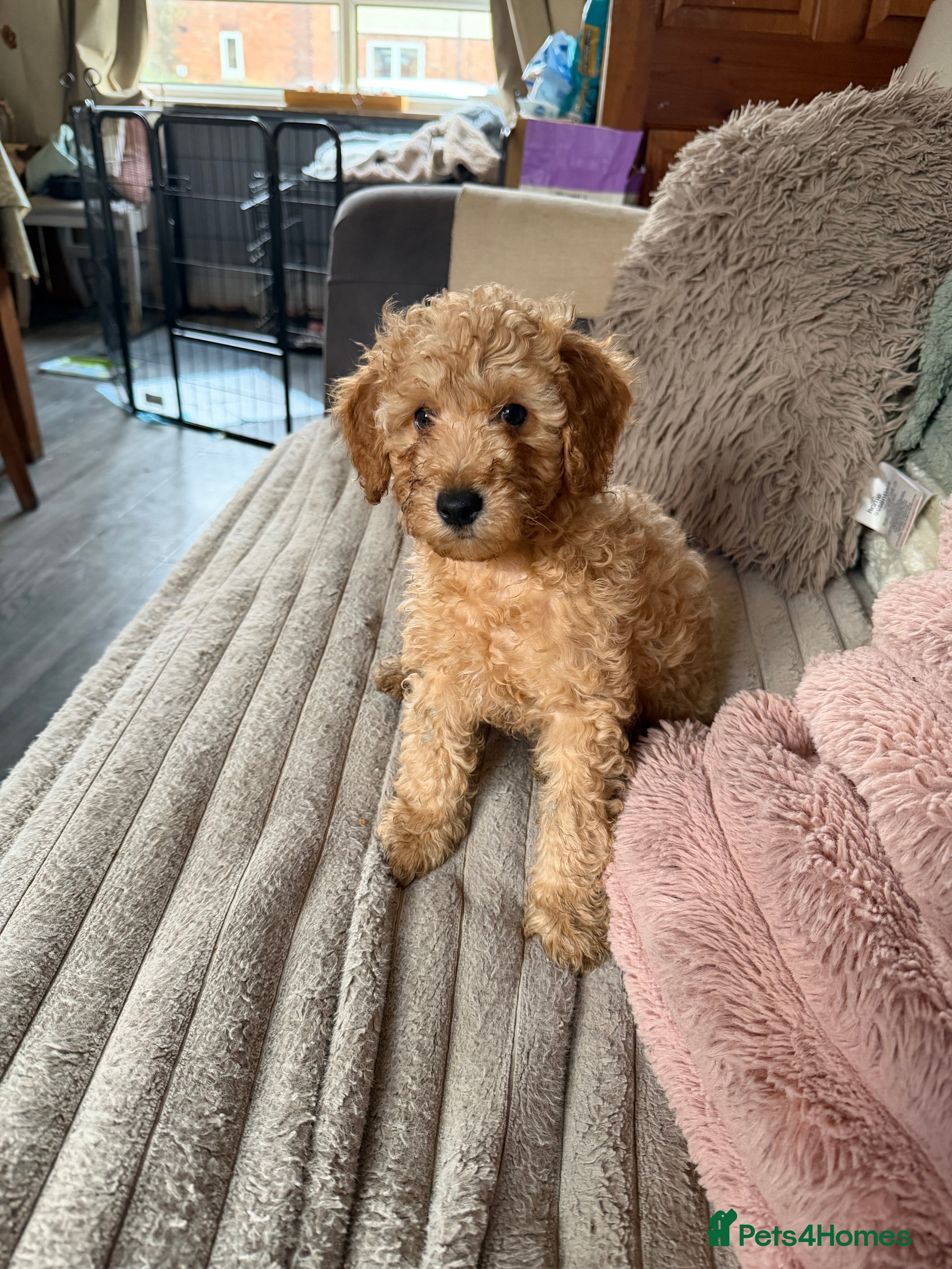 Cockapoo dogs ❤️TINY COCKAPOO PUPS❤️ 2 LEFT ❤️ READY NOW - Advert 5