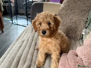 Cockapoo dogs ❤️TINY COCKAPOO PUPS❤️ 2 LEFT ❤️ READY NOW - Advert 5
