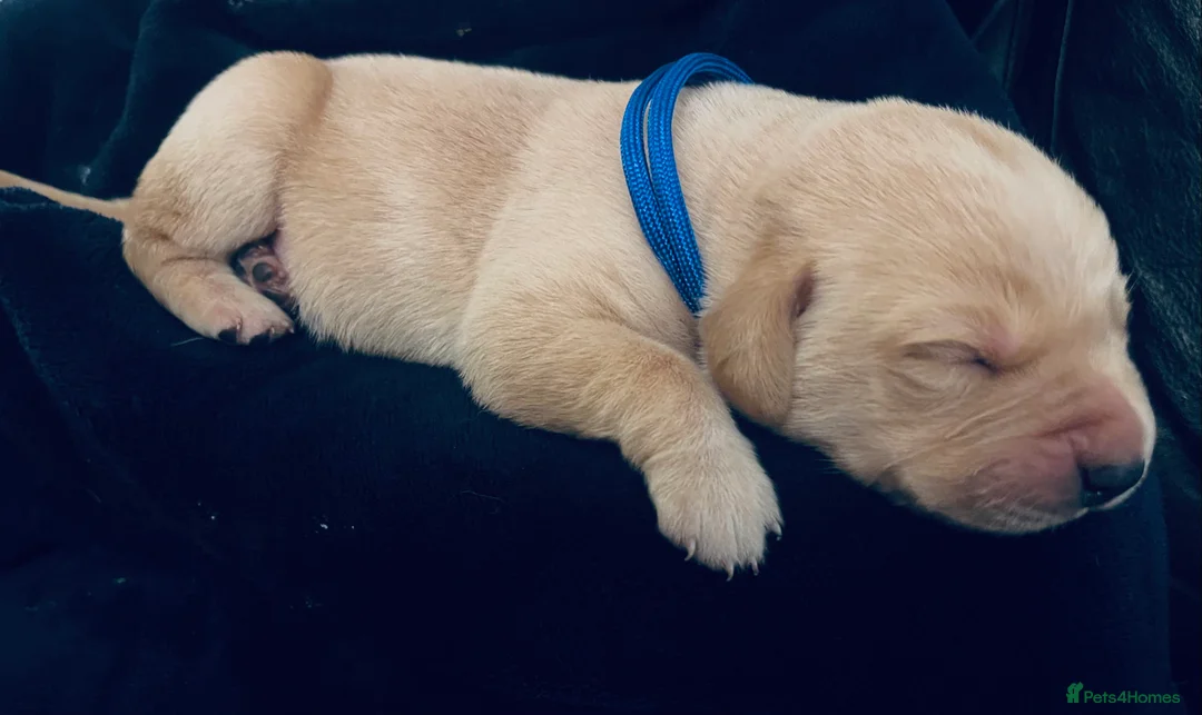 Labrador Retriever dogs for sale: Adorable Labrador/Retriever puppies. - Advert 6