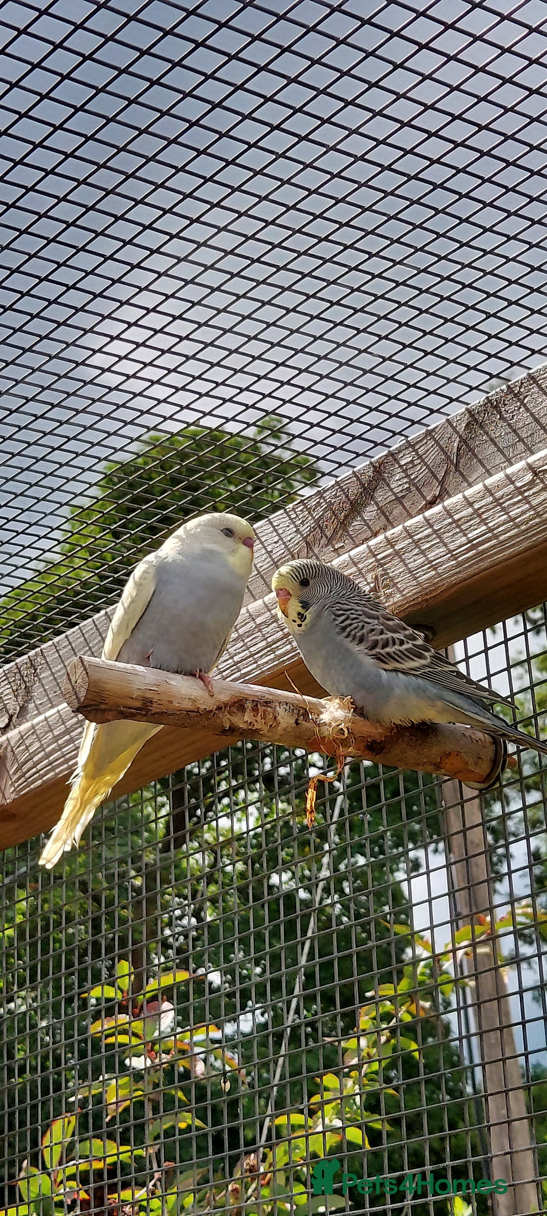 Budgerigars birds for sale: Baby Budgies In Warlingham (Ready 10th August) - Image 4