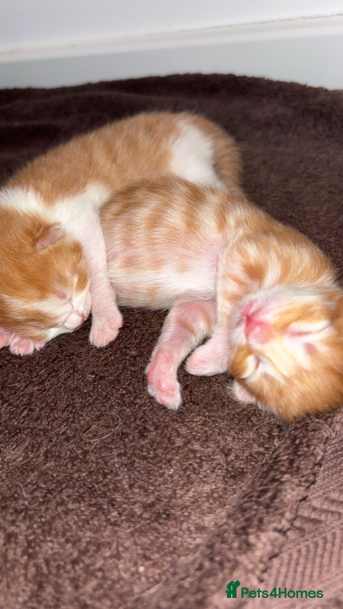 Mixed Breed cats Beautiful fluffy striped gingers🐾❤️ - Advert 19
