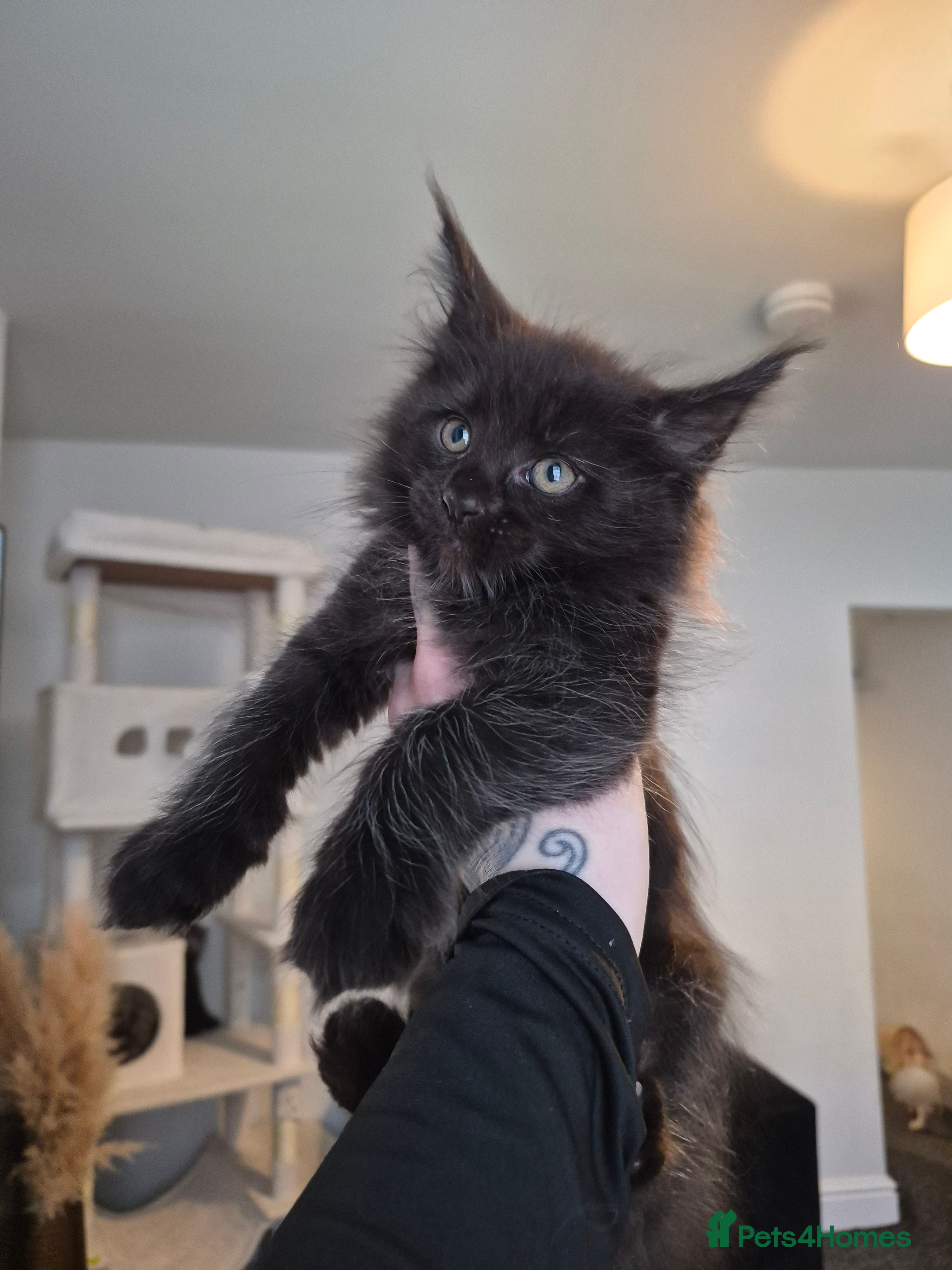 Maine Coon cats 4 beautiful maine coons left 😍  - Advert 8