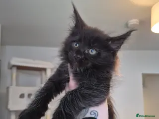 Maine Coon cats 4 beautiful maine coons left 😍 - Advert 3