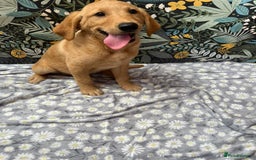 Labrador Retriever dogs for sale: Labrador puppy's  - Image 6