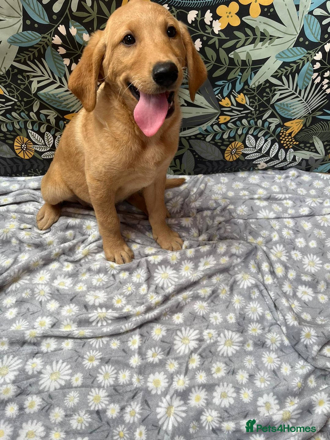 Labrador Retriever dogs for sale: Labrador puppy's  - Image 6