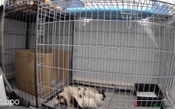 Ragdoll cats for sale: Beautiful Ragdoll kittens - Image 9