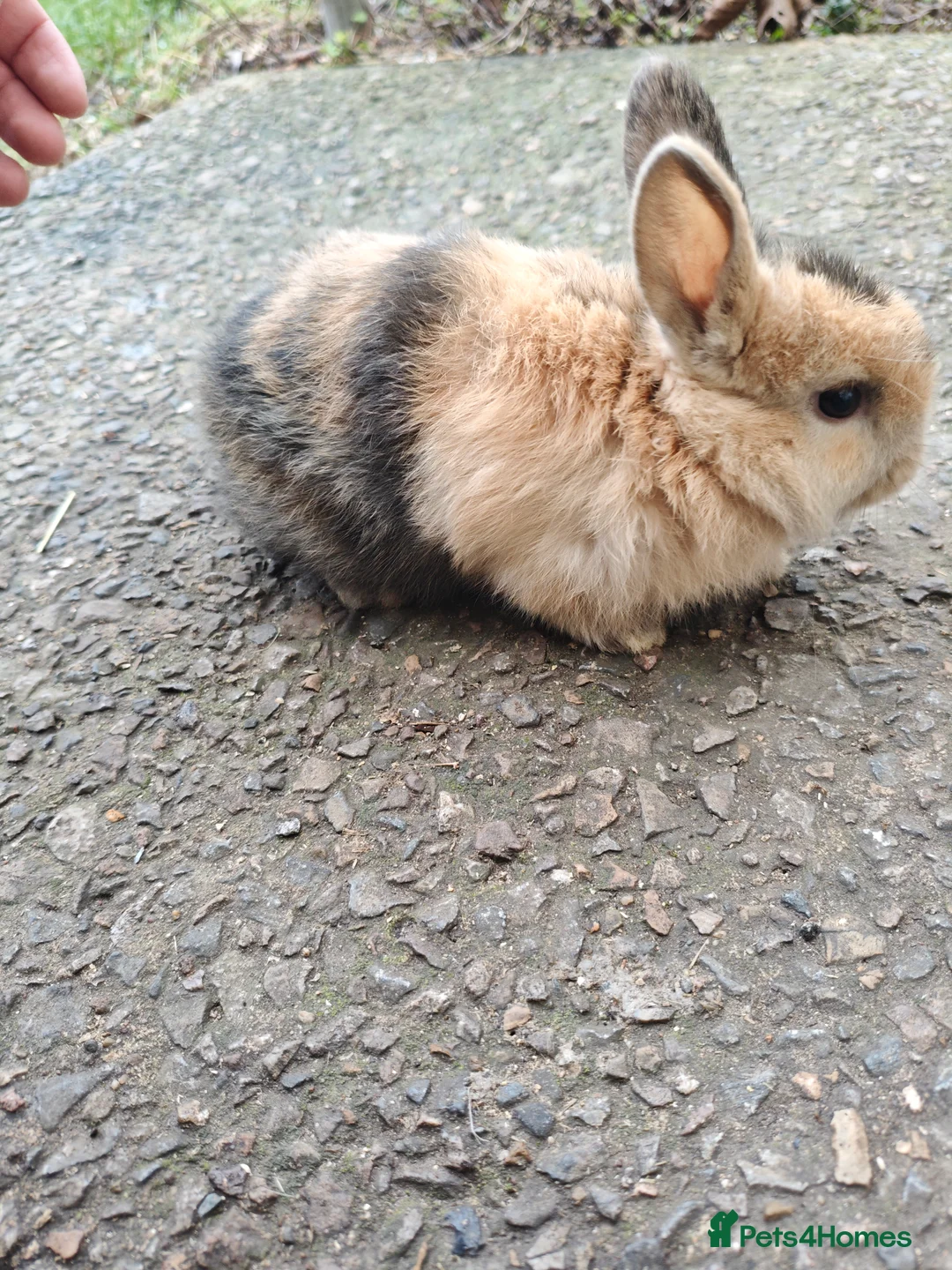 Rex rabbits for sale: Mini rex babies  - Advert 2