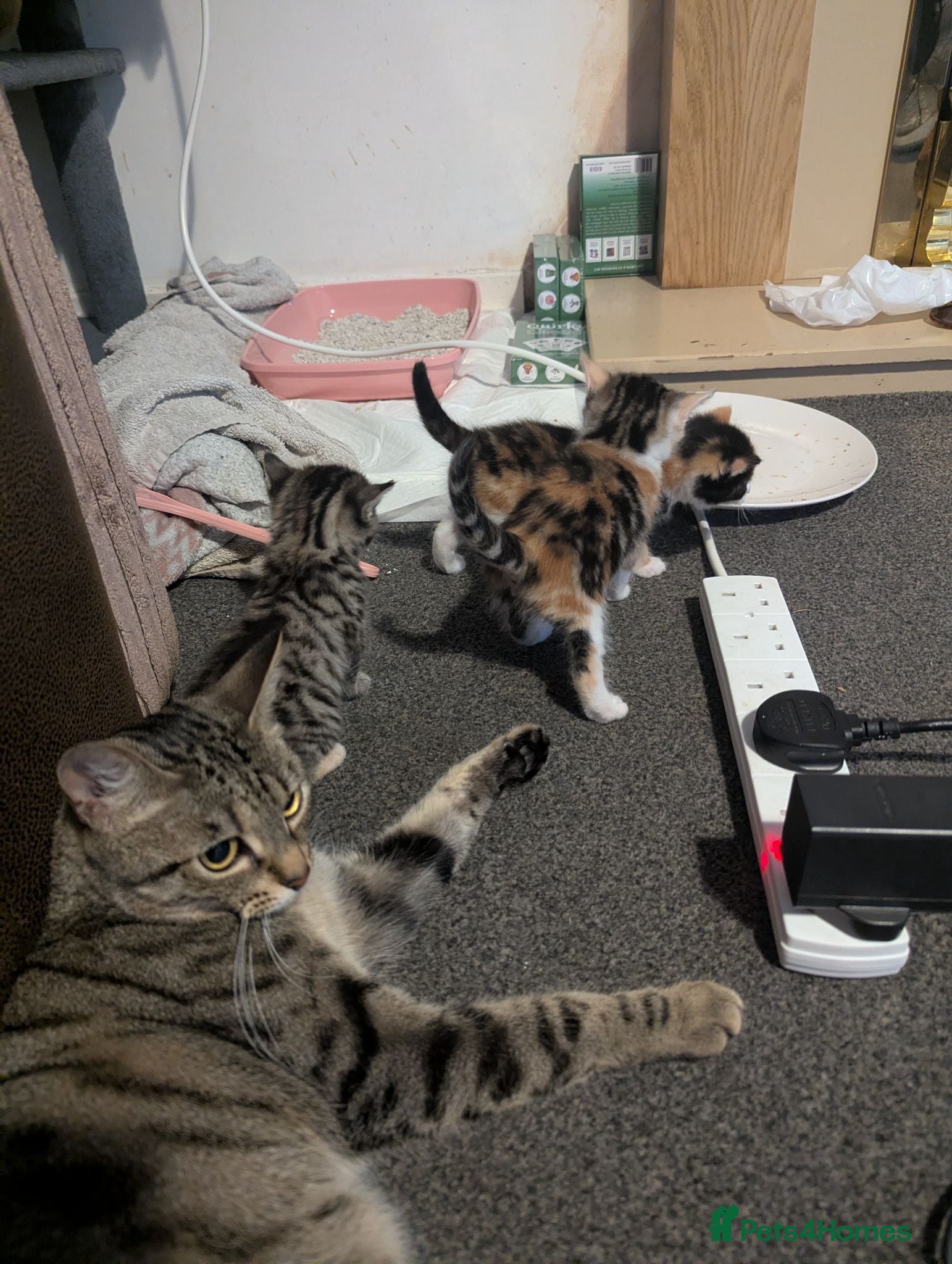 Mixed Breed cats 2 calico and 1 tabby kitten all girls - Advert 6