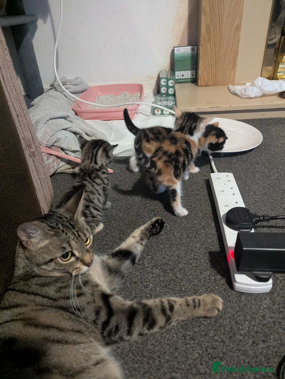Mixed Breed cats for sale: 2 calico and 1 tabby kitten all girls - Advert 1