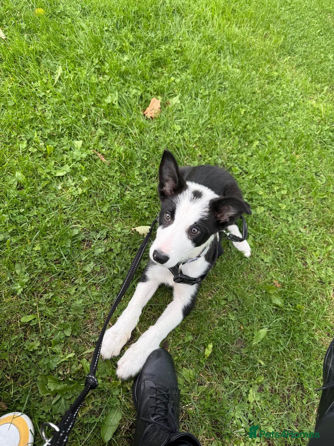 Border Collie dogs for sale: Border Collie for sale - Image 5