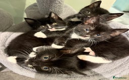 Mixed Breed cats for sale: 2 male kittens ready 25/11/25 - Image 1