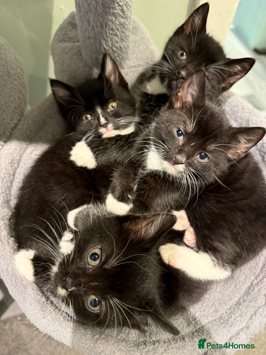 Mixed Breed cats for sale: 2 male kittens ready 25/11/25 - Image 1