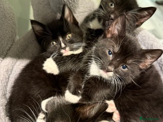 Mixed Breed cats 2 male kittens ready 25/11/25 - Advert 16