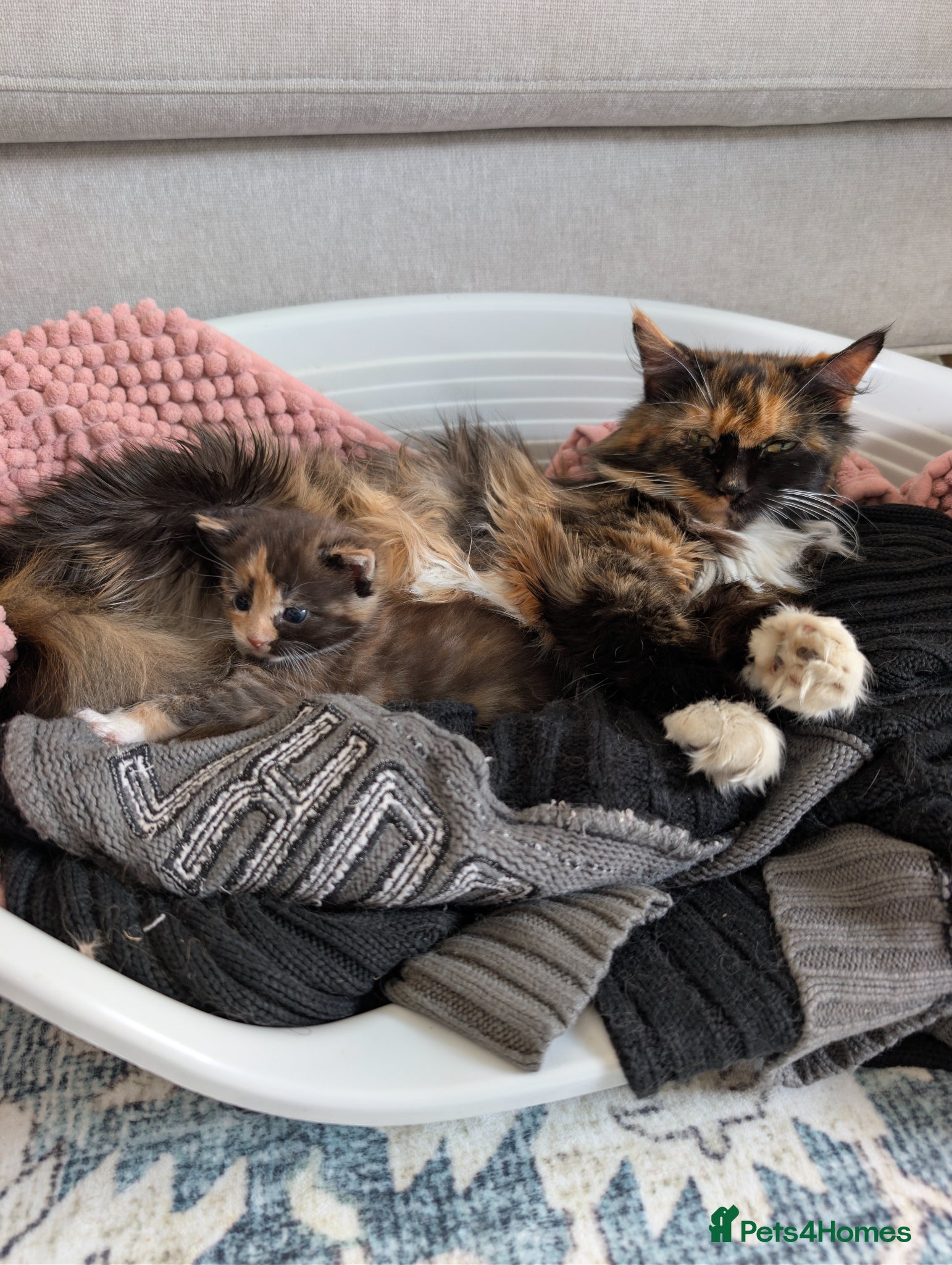 Maine Coon cats Maine Coon X female kitten  - Advert 15