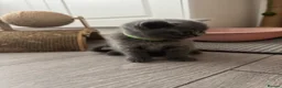 British Shorthair cats for sale: 4 British Shorthair Kittens For Sale - Advert 11