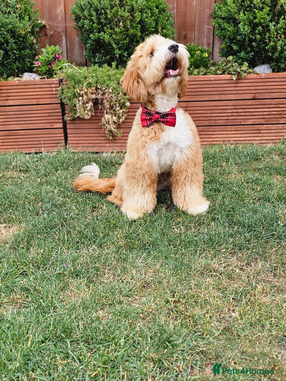 Labradoodle dogs for stud: STUNNING AUSTRALIAN LABRADOODLES HIP 0/0 ELBOW 0/0 - Advert 16