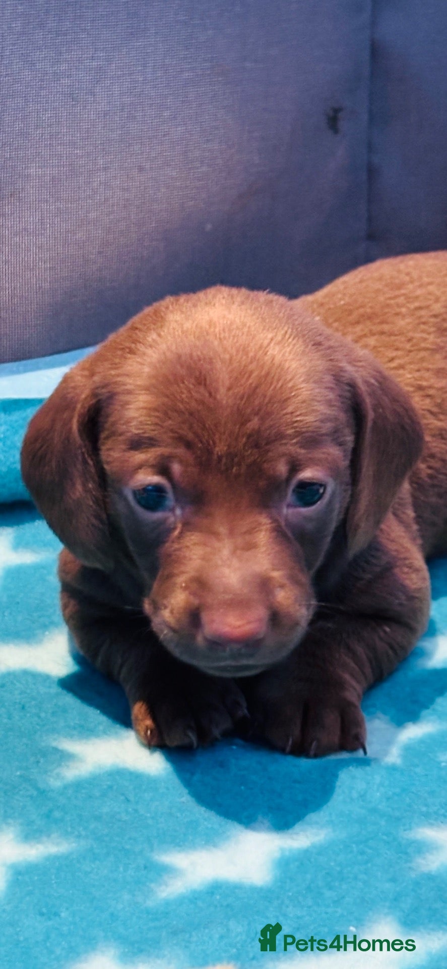 Miniature Dachshund dogs for sale: 4 Stunning Mini Dachshunds for Sale in Bournemouth - Advert 2
