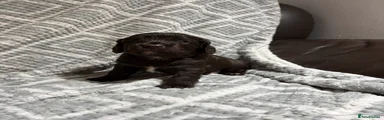 Cockapoo 2