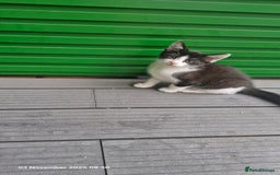 Mixed Breed cats for sale: 3 male kittens ready for rehoming - 9 weeks old  - Advert 5