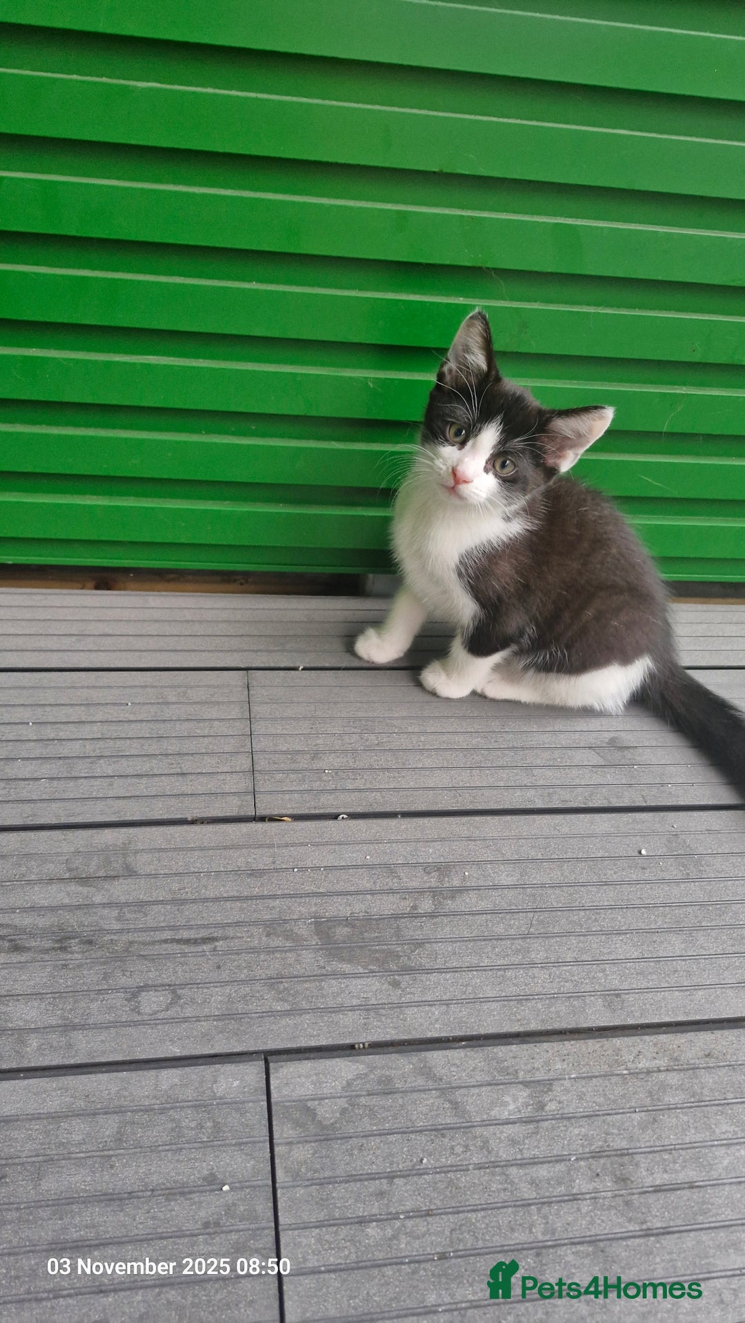 Mixed Breed cats for sale: 3 male kittens ready for rehoming - 9 weeks old  - Advert 5