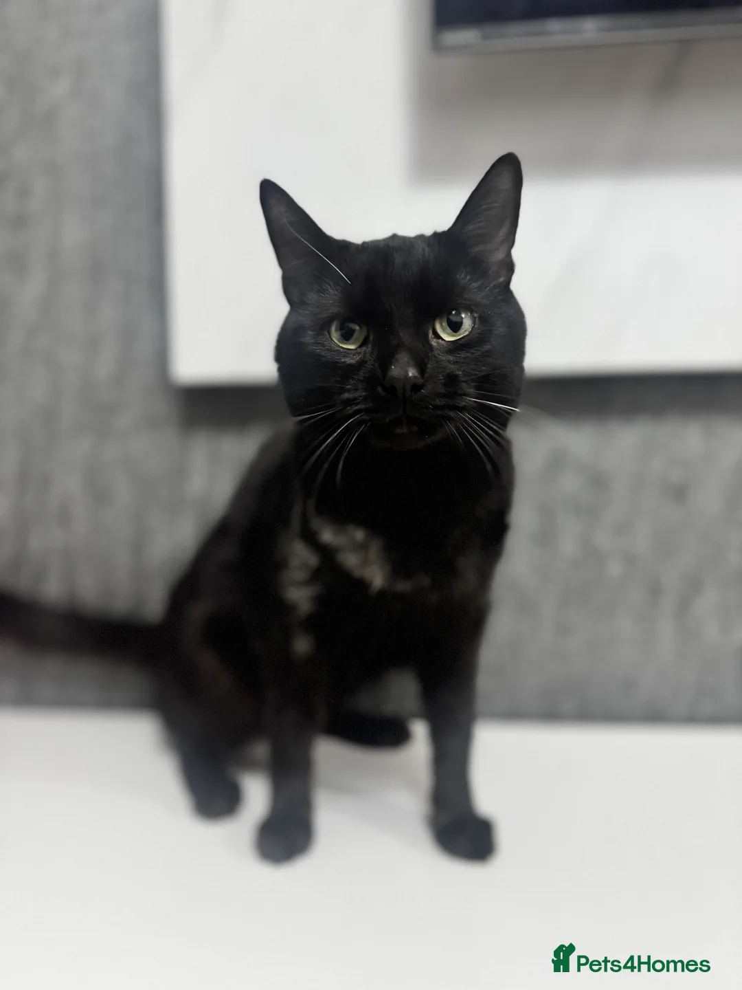 Mixed Breed cats for sale: Sadly re-homing our beloved cat due to allergies. - Advert 1