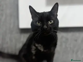 Mixed Breed cats Sadly re-homing our beloved cat due to allergies. - Advert 1