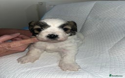 Shihpoo dogs for sale: Shihpoos  - Image 8