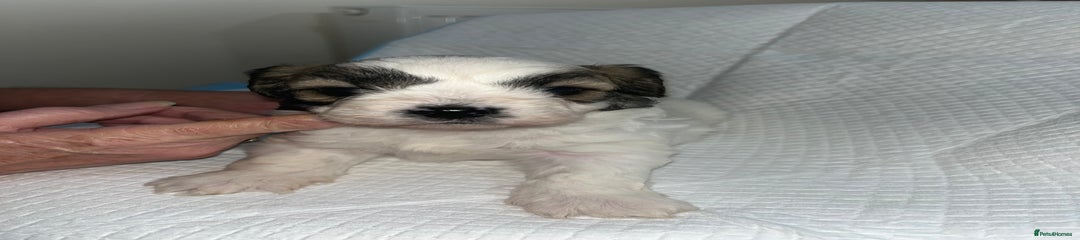 Shihpoo Puppy 3