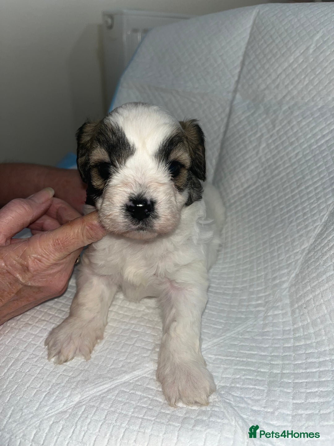 Shihpoo dogs for sale: Shihpoos  - Image 8