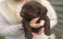 Labradoodle dogs for sale: Labradoodle puppy’s - Image 3