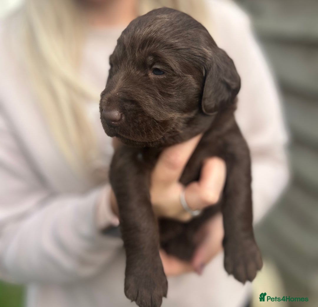 Labradoodle dogs for sale: Labradoodle puppy’s - Image 3