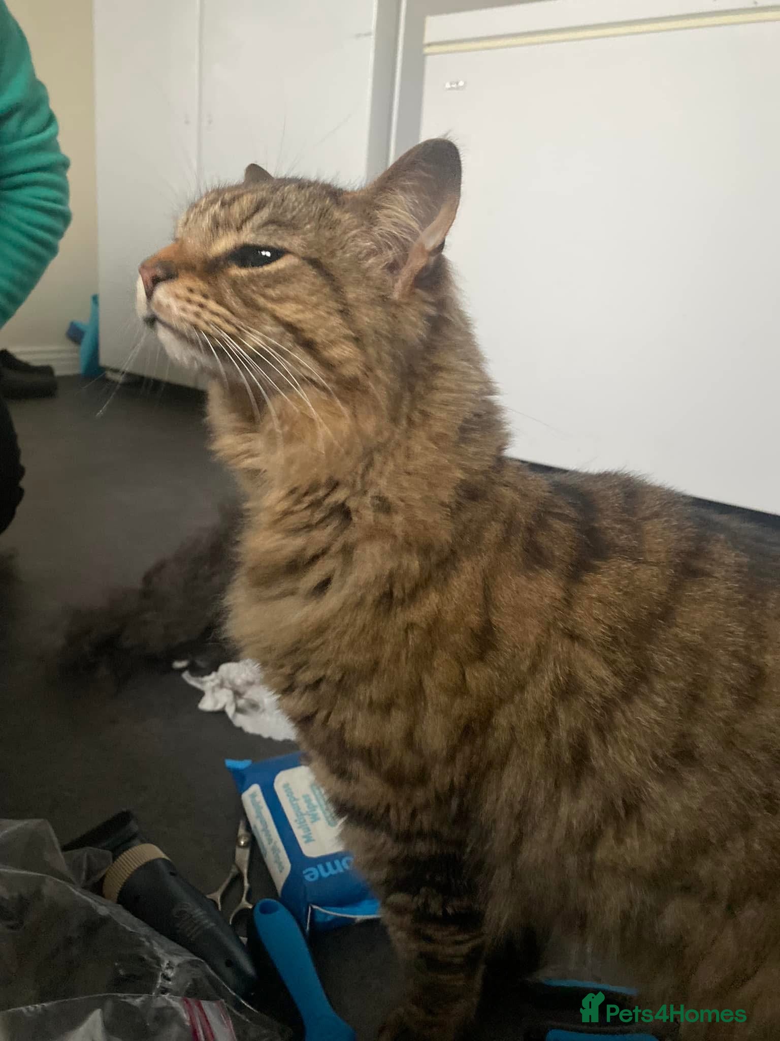 Mixed Breed cats 3 lovely boys looking for forever home  - Advert 1