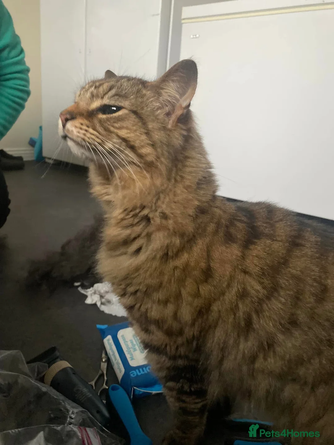 Mixed Breed cats for adoption: 3 lovely boys looking for forever home  - Advert 1