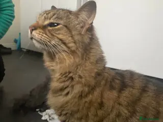 Mixed Breed cats 3 lovely boys looking for forever home - Advert 1