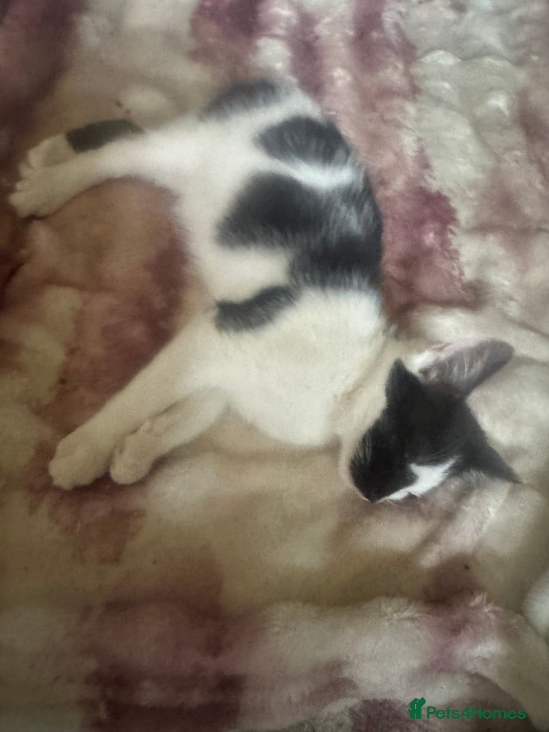 British Shorthair cats for sale: Florence  - Image 3