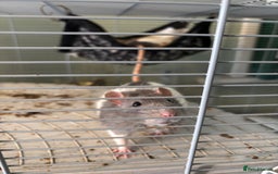 Rat rodents for sale: 2 male rats  - Image 2