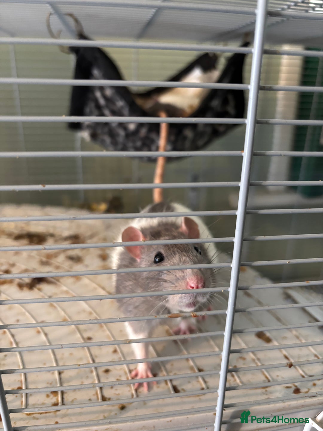 Rat rodents for sale: 2 male rats  - Image 2